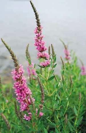 Purple Loosestrife Purple Loosestrife
